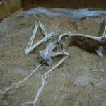 Скелет птицы возрастом 7 миллионов лет
