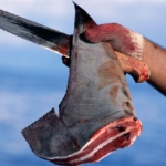 Плавники отрезают  у живых акул