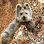 кролик Ili Pika 