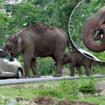 Инцидент со слоном в парке Бандипур